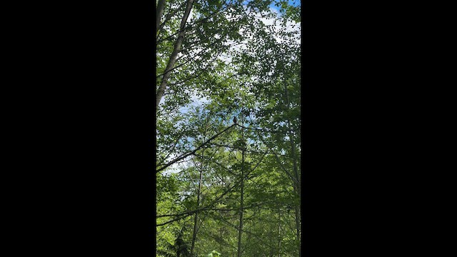 American Robin - ML647214949