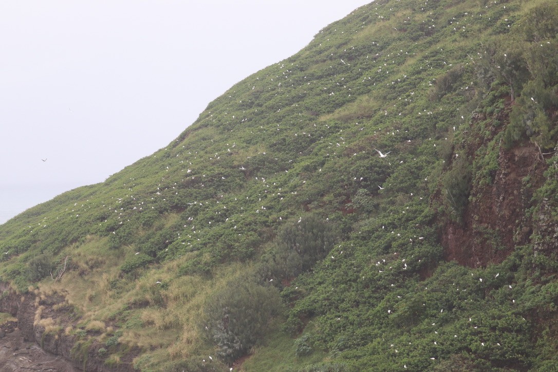 Сула червононога - ML647214966