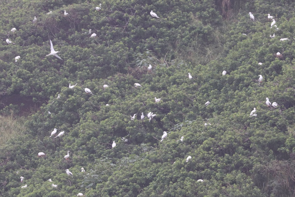 Сула червононога - ML647214967