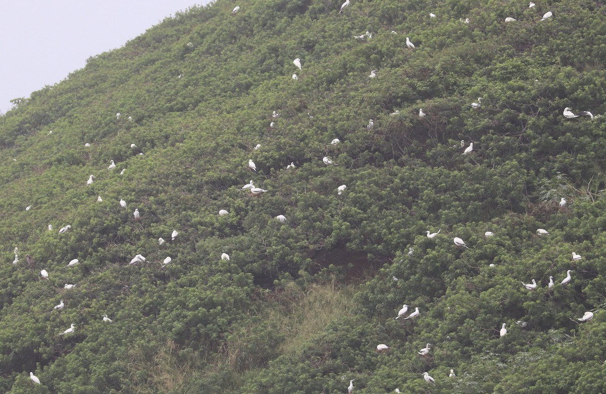 Сула червононога - ML647214968