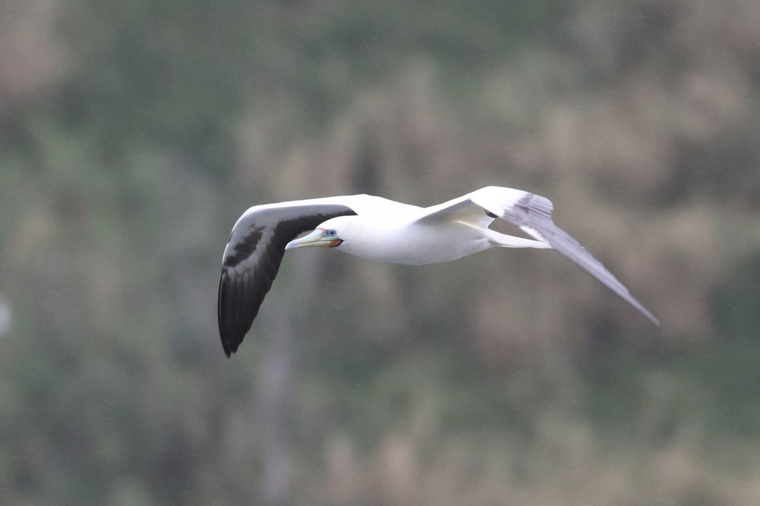 Сула червононога - ML647214969