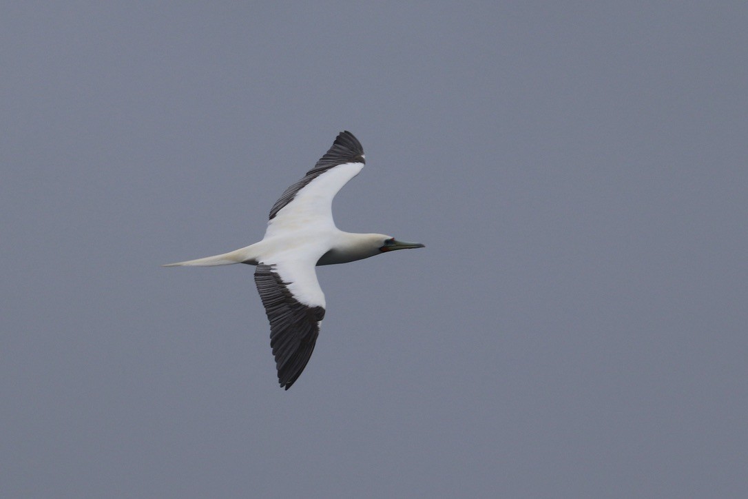 Сула червононога - ML647214970