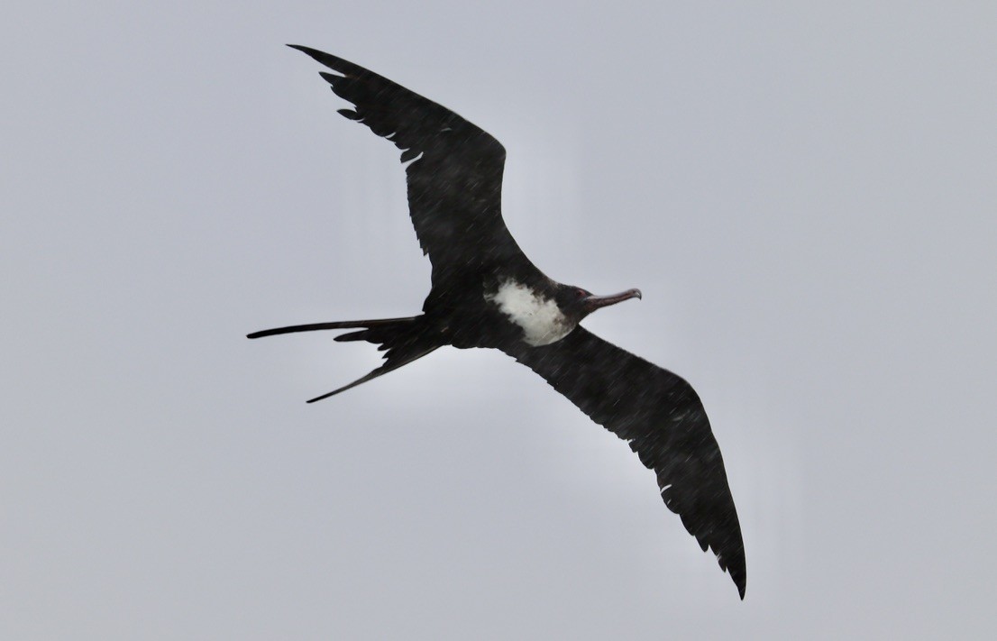 פריגט גדול - ML647214981