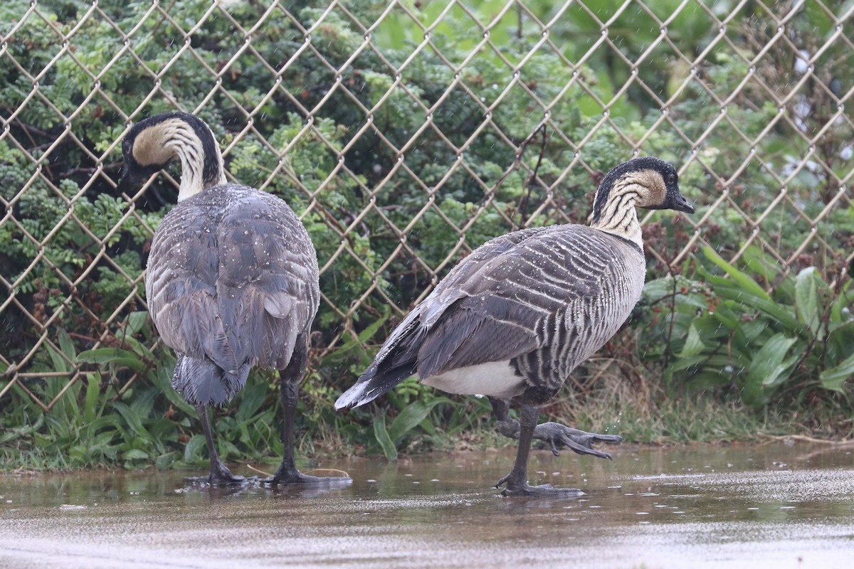 Hawaiian Goose - ML647214983