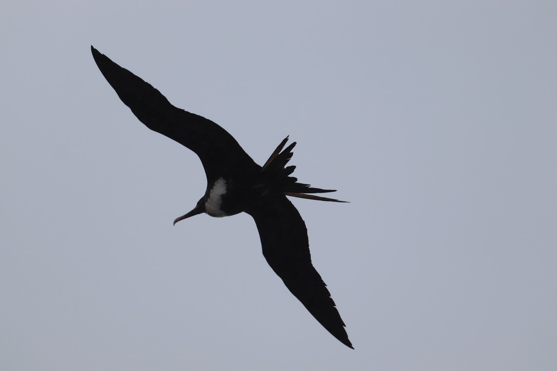 פריגט גדול - ML647214990