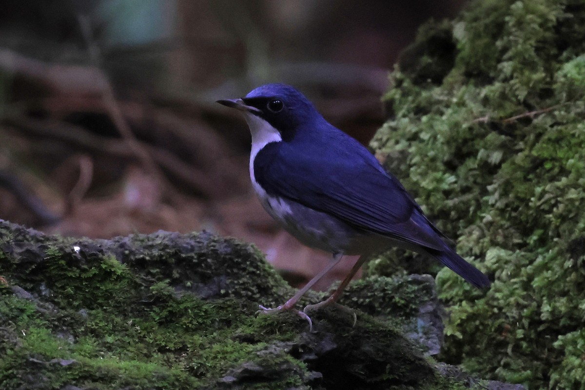 Siberian Blue Robin - ML647215002