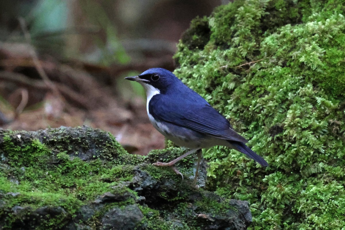 Siberian Blue Robin - ML647215003
