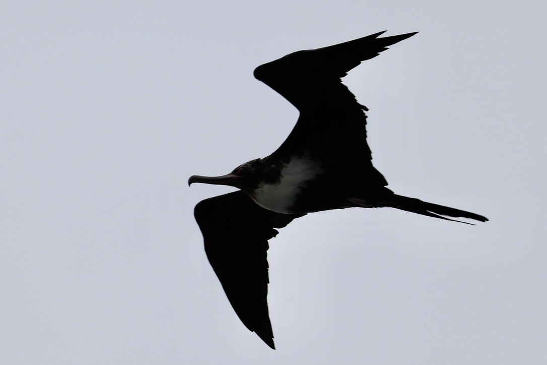 פריגט גדול - ML647215004