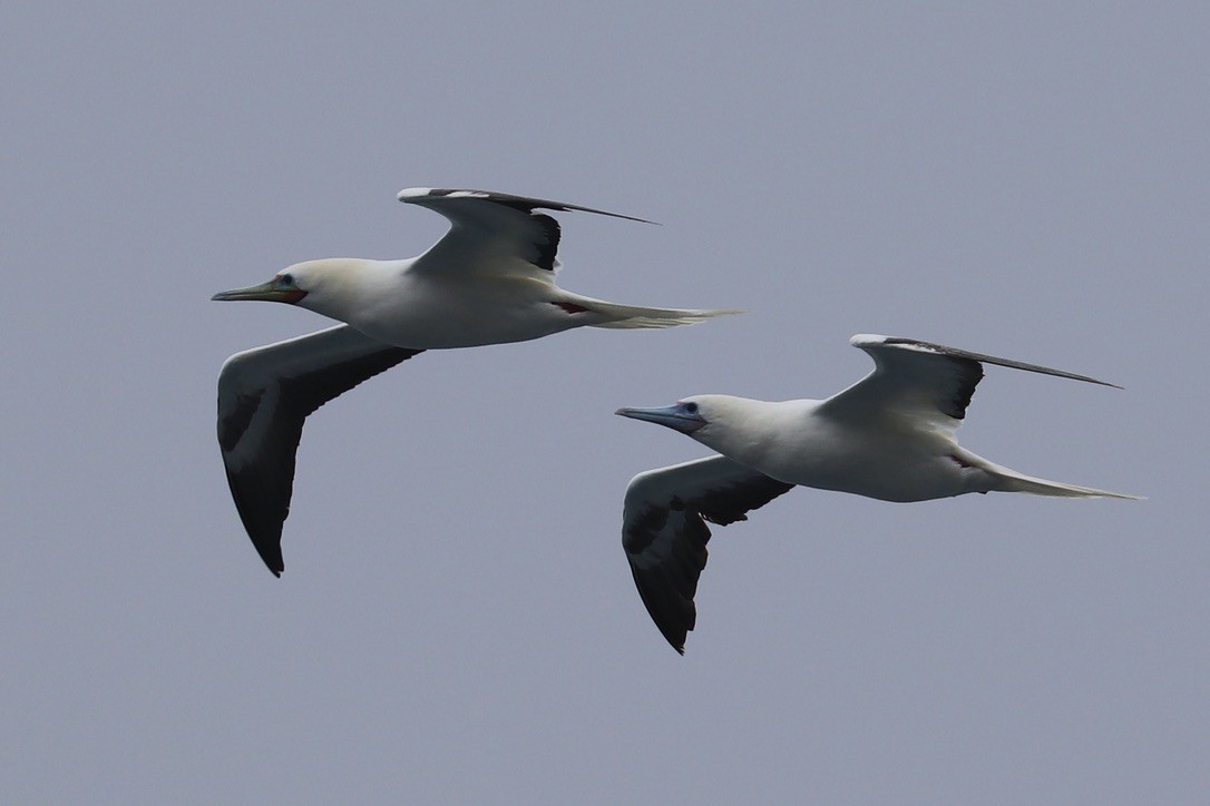 Сула червононога - ML647215009