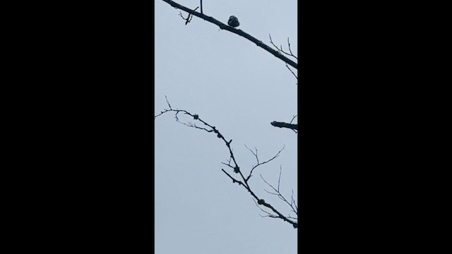 bird sp. - ML647215012