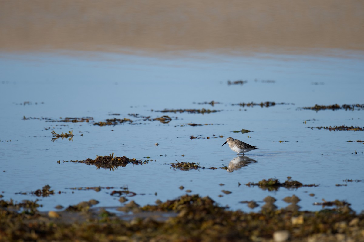 ハマシギ - ML647215014