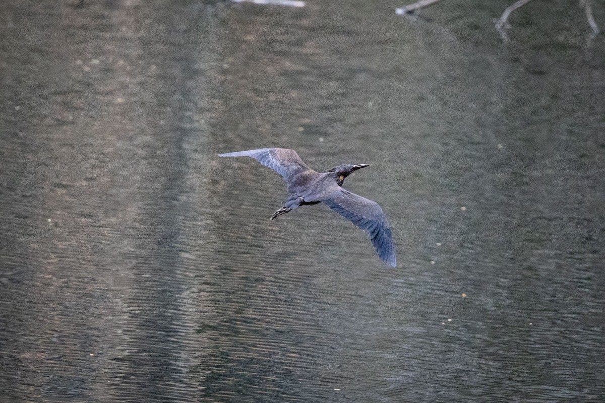 Black Bittern - ML647215019