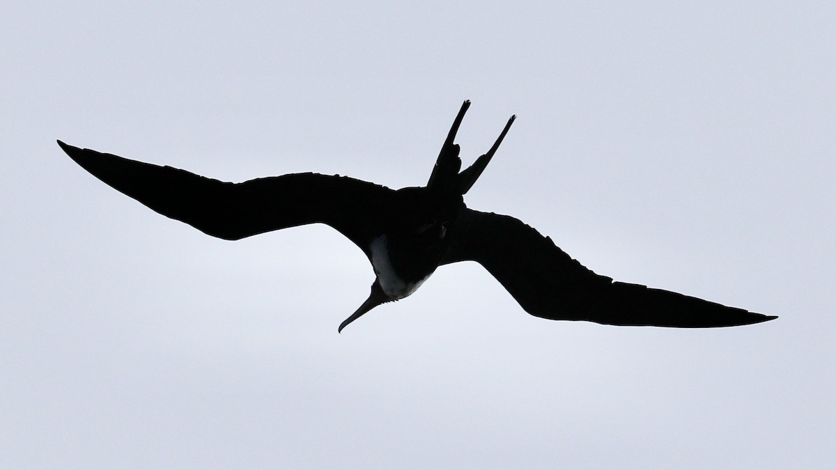 פריגט גדול - ML647215020