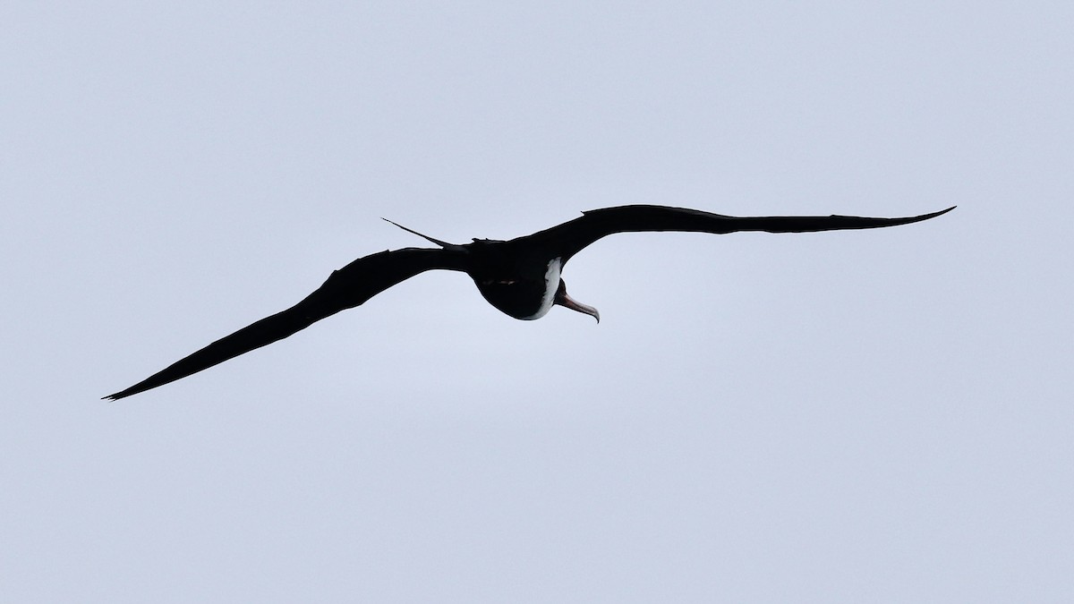 פריגט גדול - ML647215022