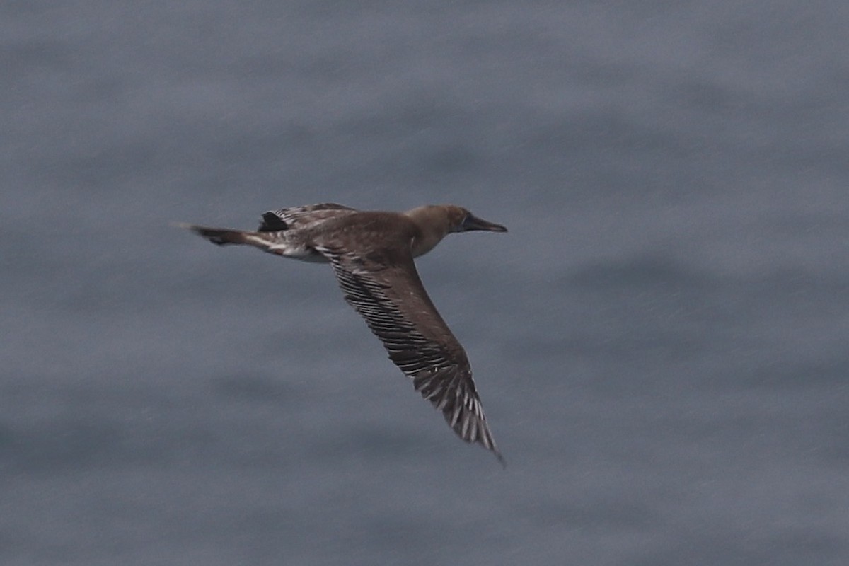 Сула червононога - ML647215043