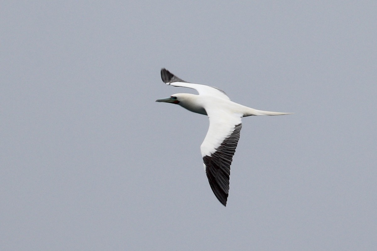 Сула червононога - ML647215044