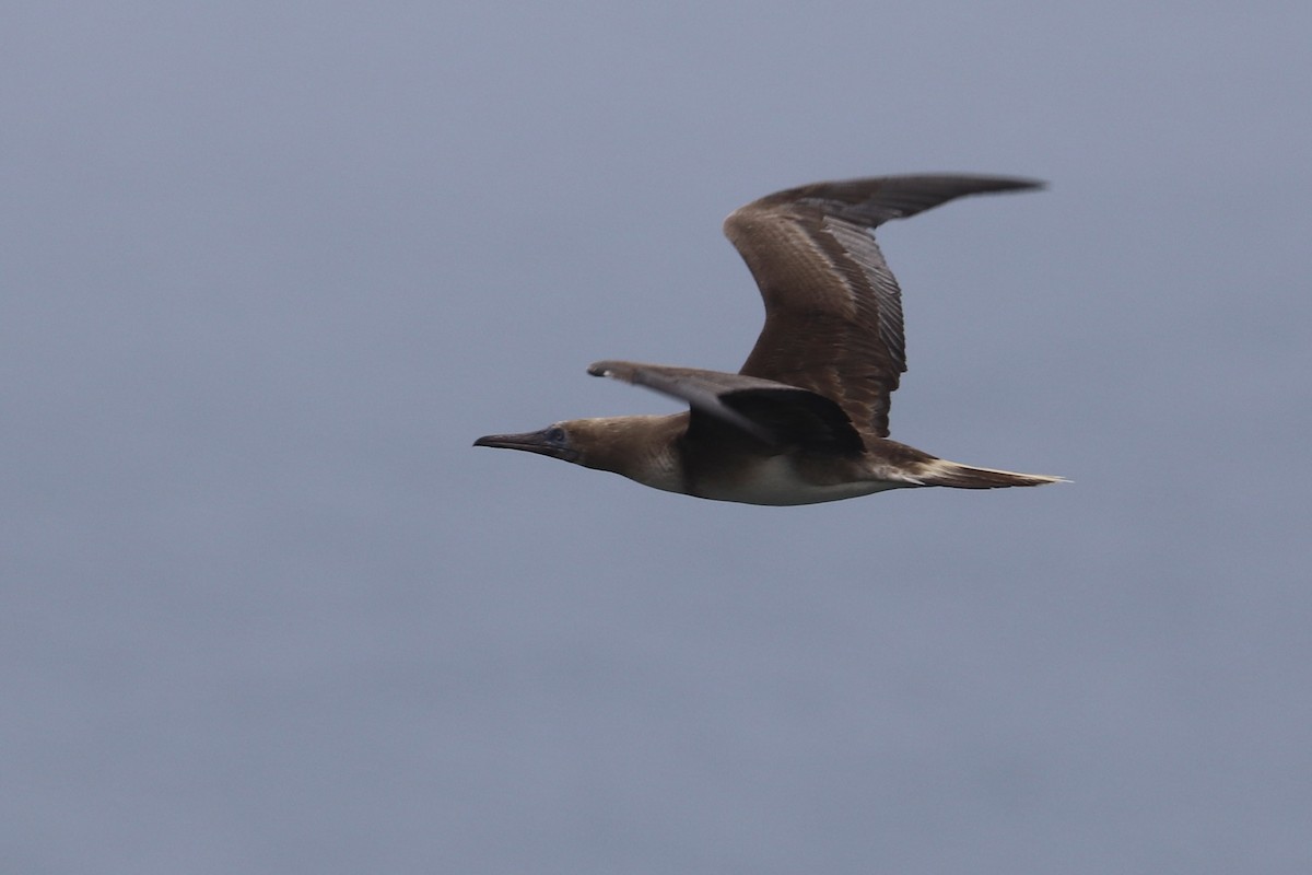 Сула червононога - ML647215045