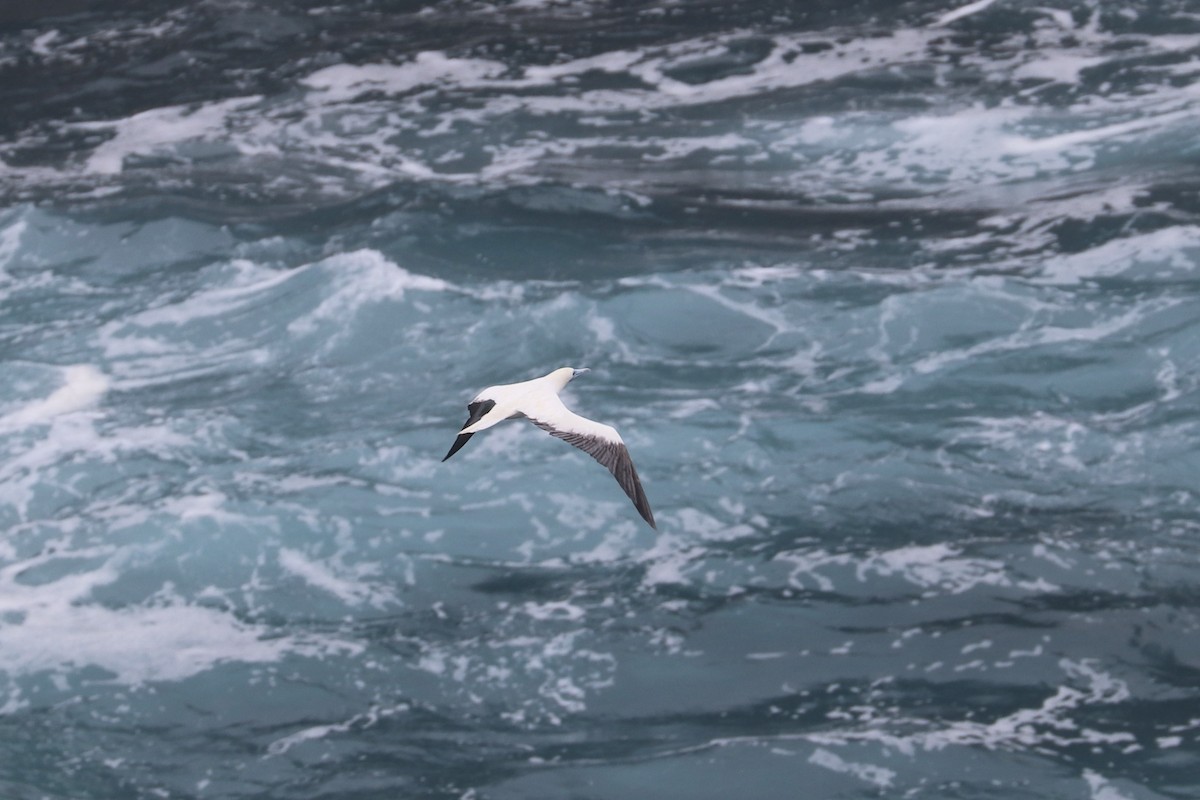 Сула червононога - ML647215046