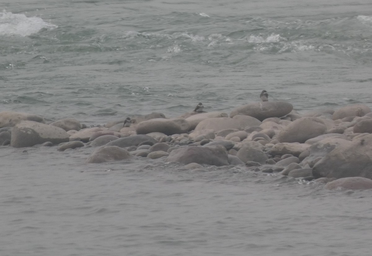 břehule bledá - ML647215058