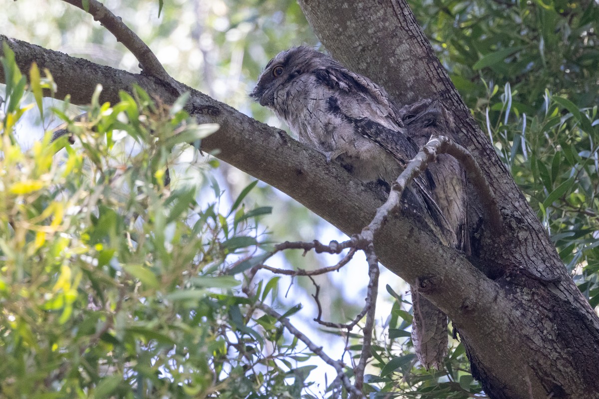 Tawny Frogmouth - ML647215073