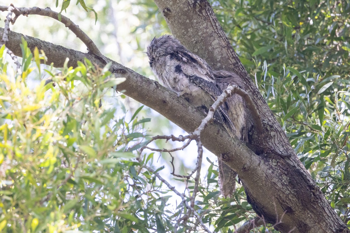 Tawny Frogmouth - ML647215074
