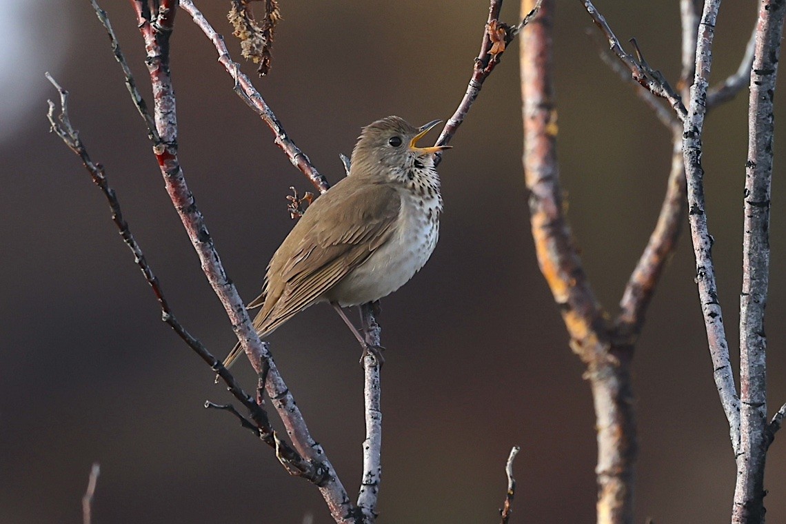 Малый дрозд - ML647215075