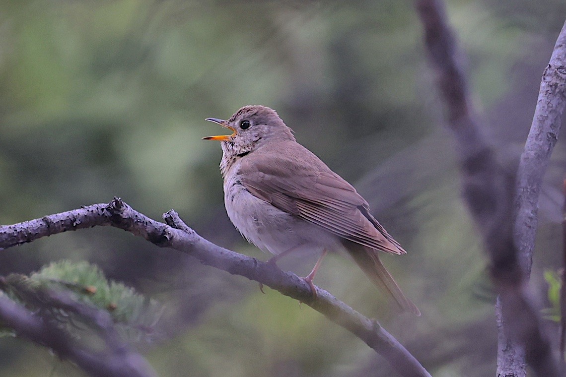 Малый дрозд - ML647215078