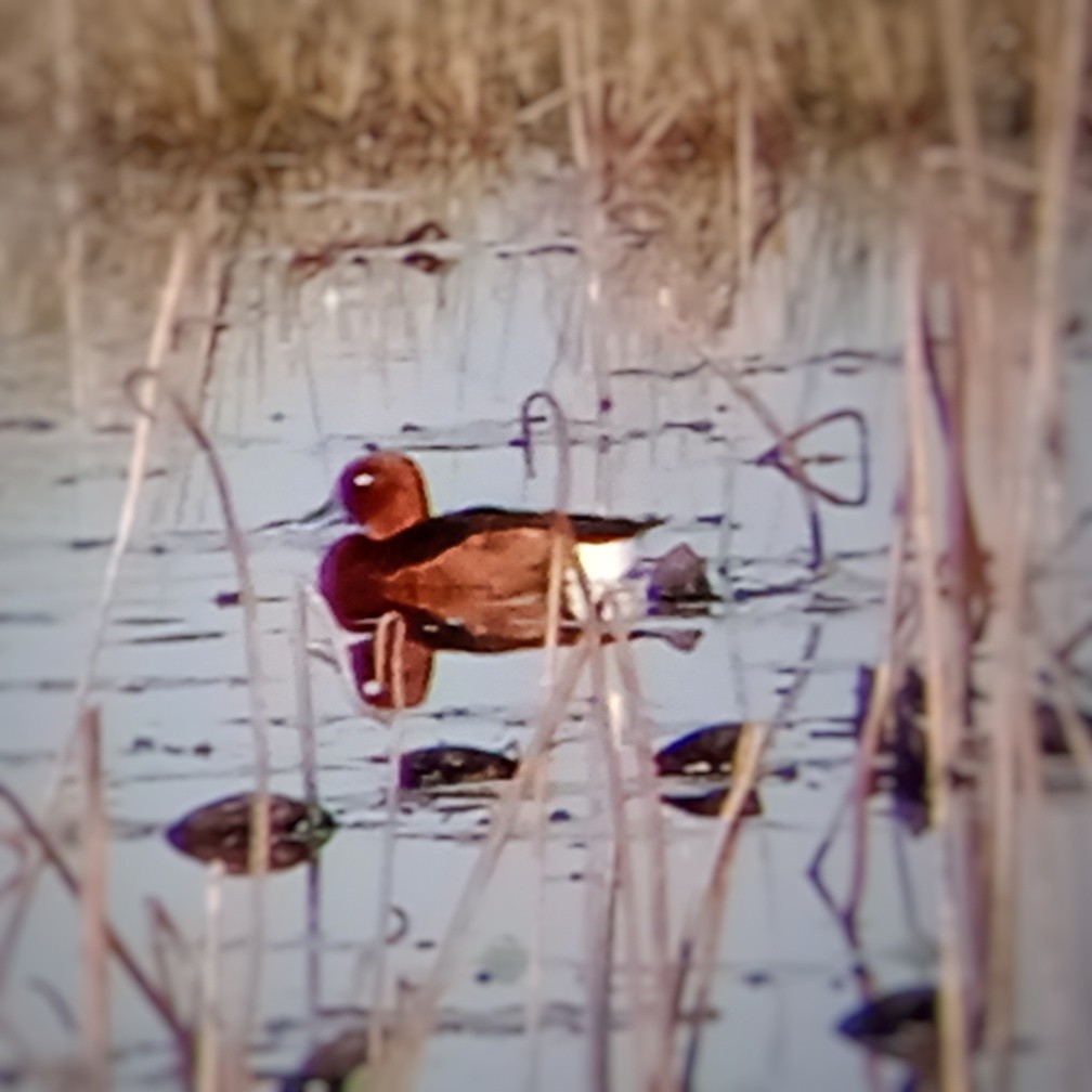 Ferruginous Duck - ML647215079