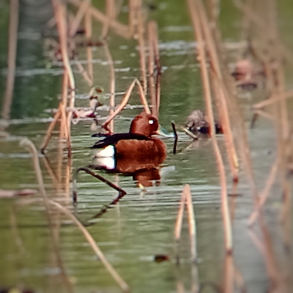 Ferruginous Duck - ML647215080