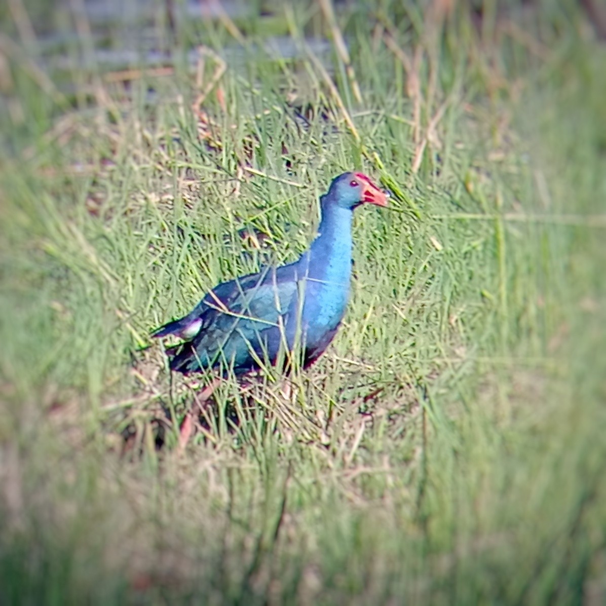 Gray-headed Swamphen - ML647215084