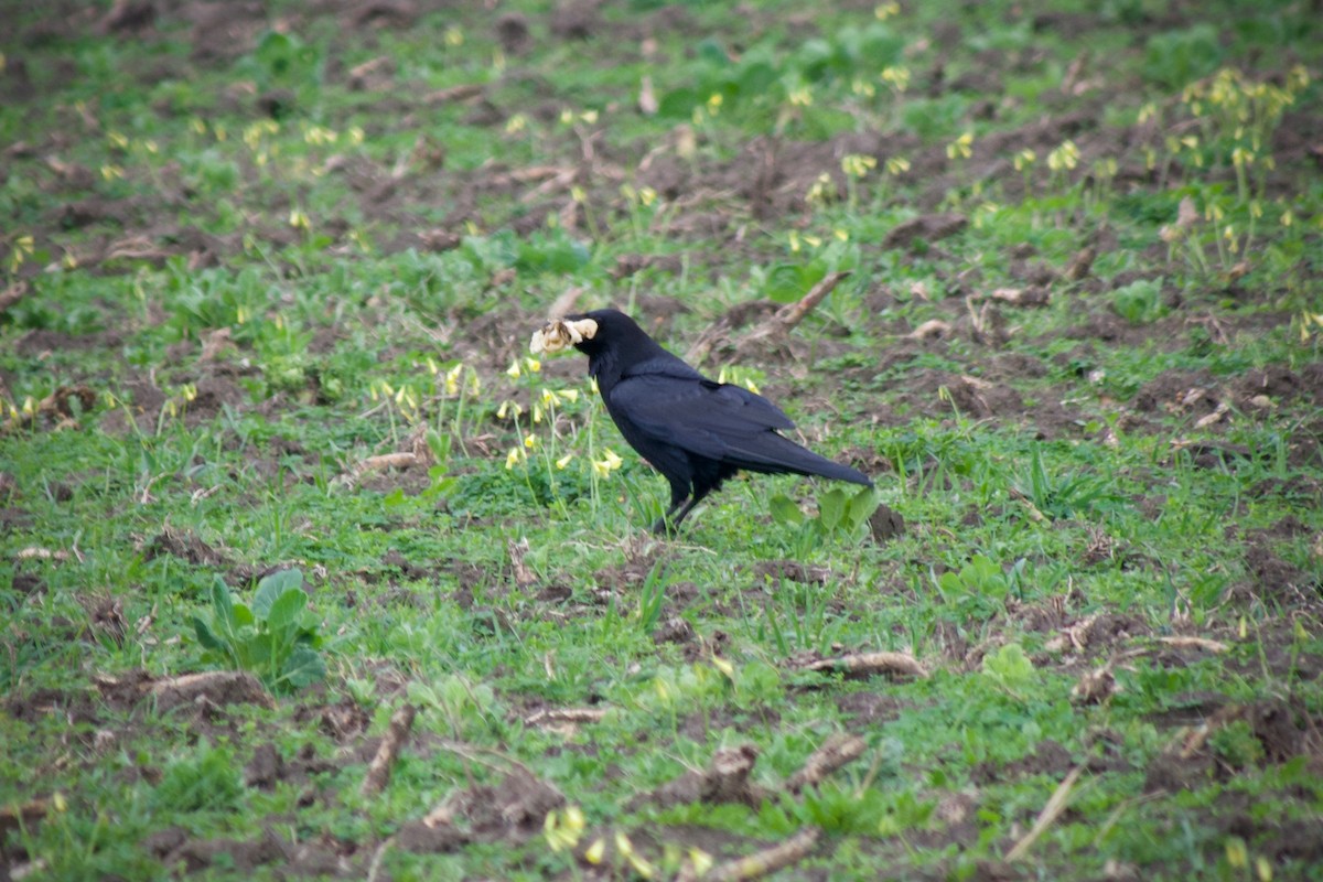עורב שחור - ML647215089