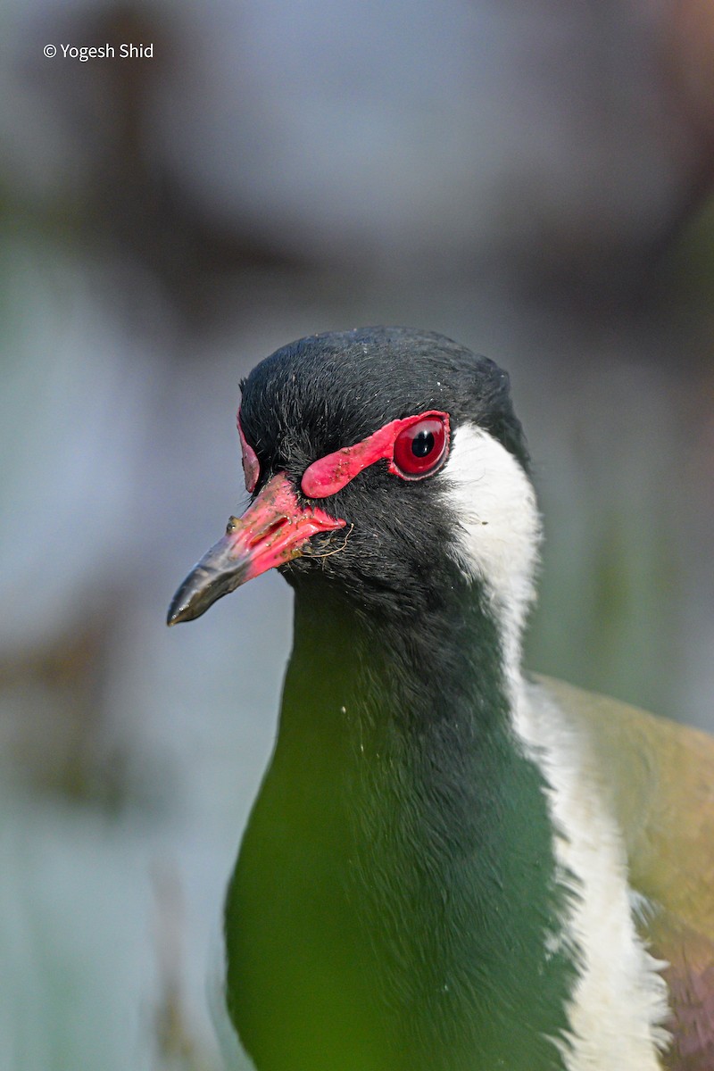 čejka černoprsá - ML647215093