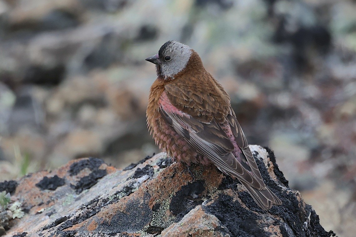 Gray-crowned Rosy-Finch - ML647215095