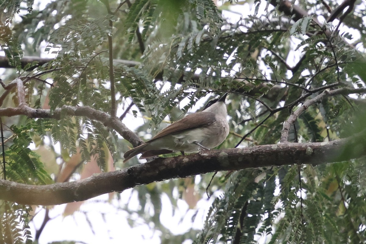 Large Woodshrike - ML647215107