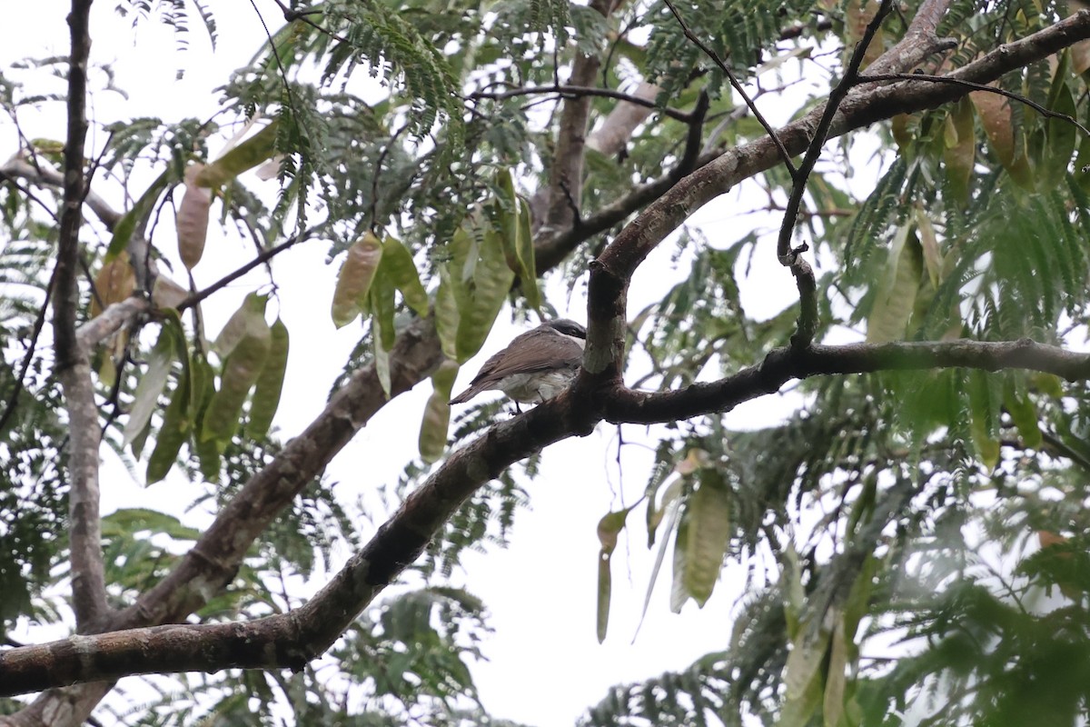 Large Woodshrike - ML647215108