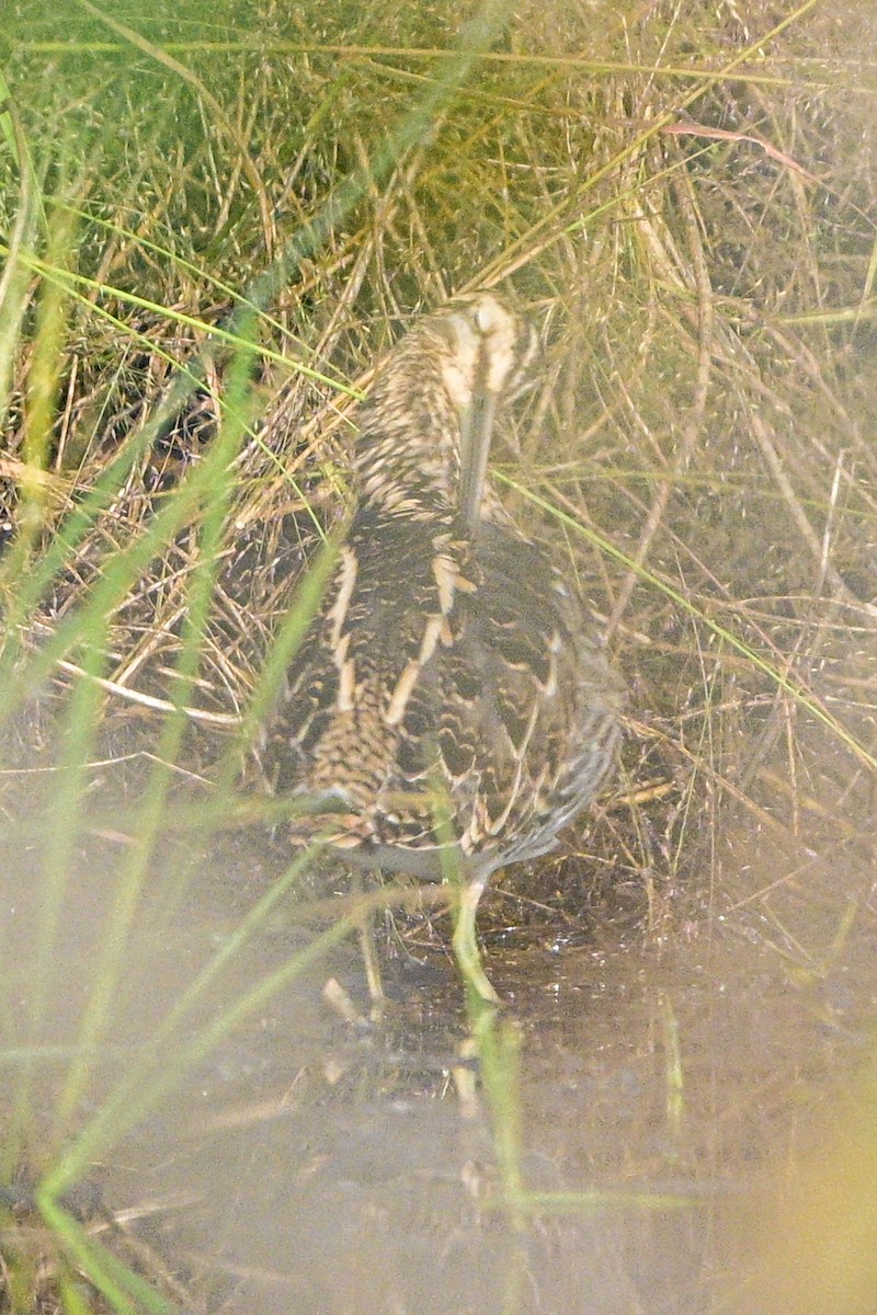 bekasina otavní - ML647215110