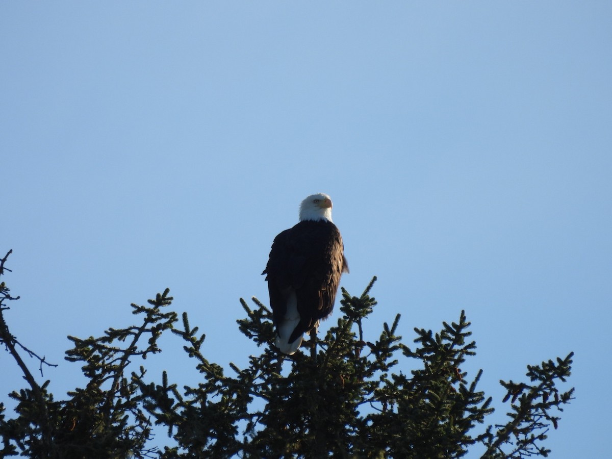 orel bělohlavý - ML647215111