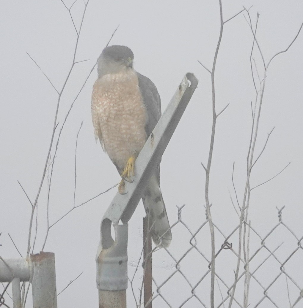 jestřáb americký - ML647215112