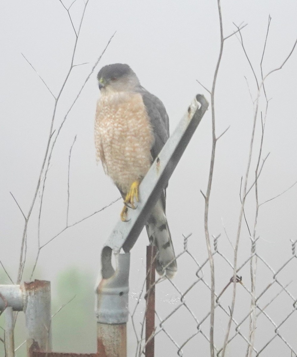 jestřáb americký - ML647215113