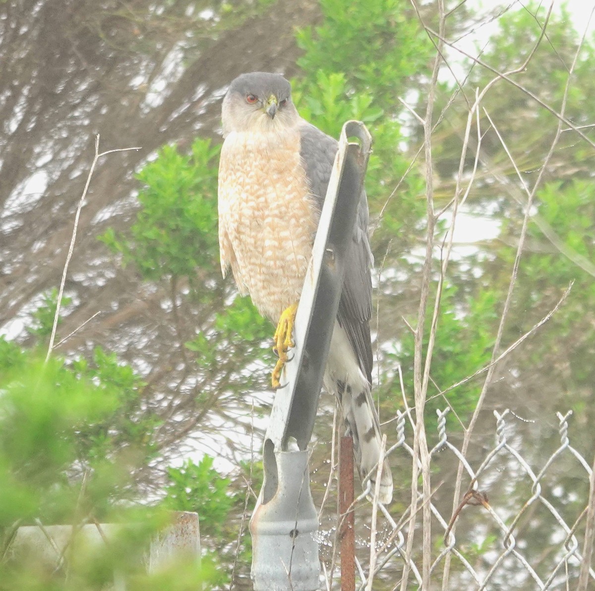 jestřáb americký - ML647215114