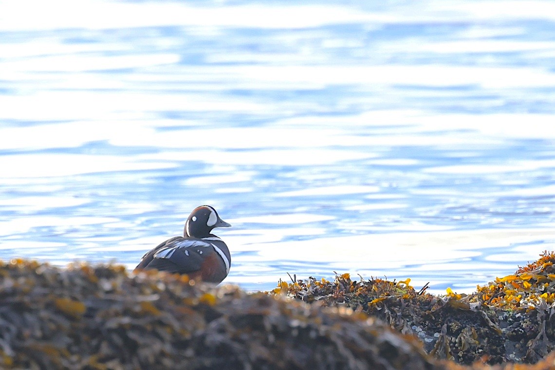 kačka strakatá - ML647215116