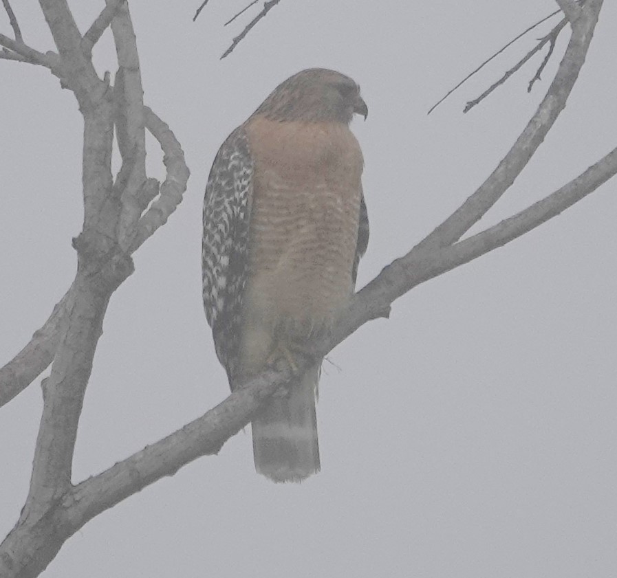 káně páskovaná - ML647215118