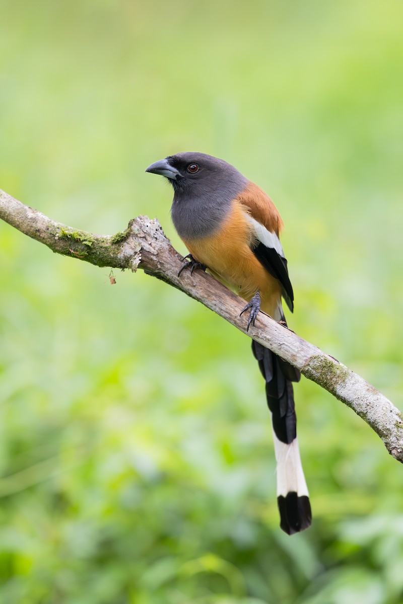 straka toulavá - ML647215121