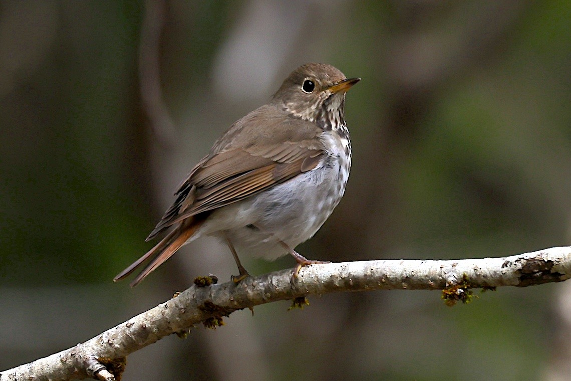 drozd rezavoocasý - ML647215123