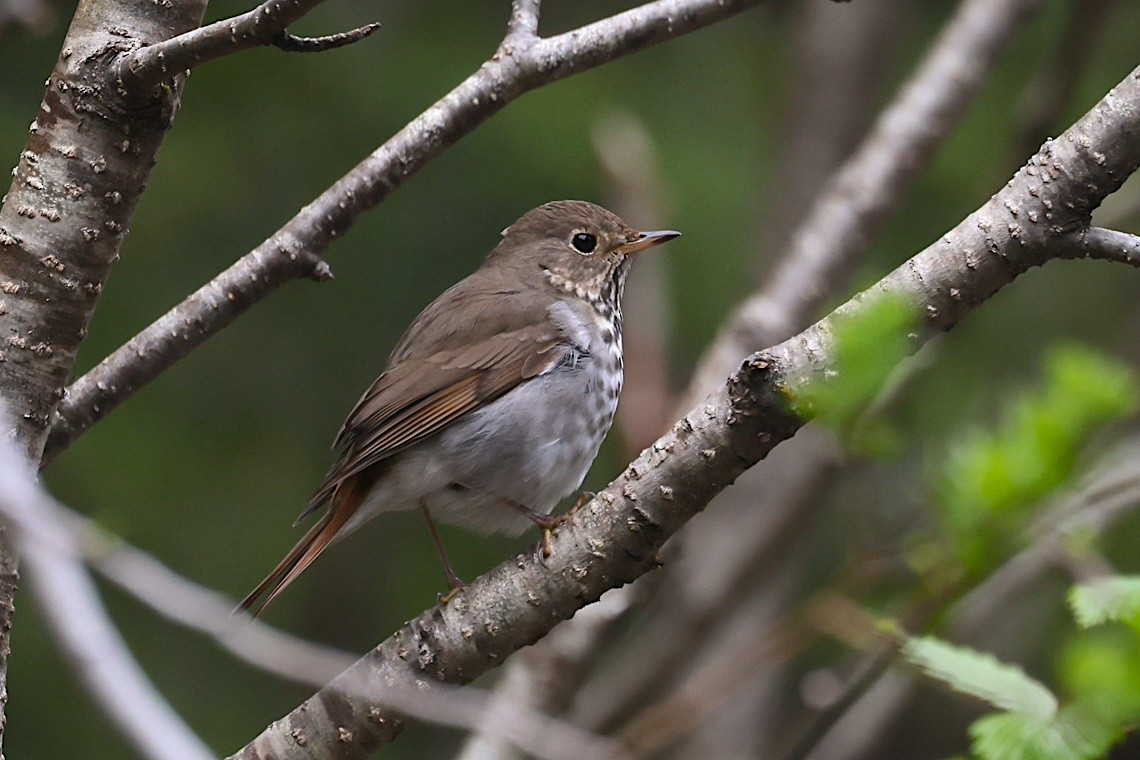 drozd rezavoocasý - ML647215124