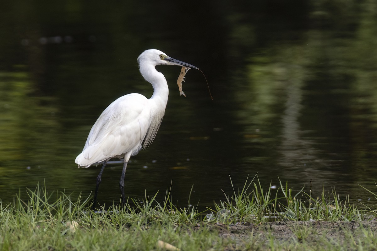 volavka stříbřitá - ML647215125