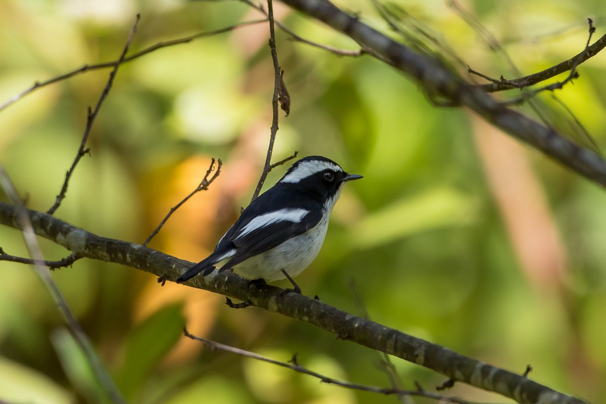 Little Pied Flycatcher - ML647215126