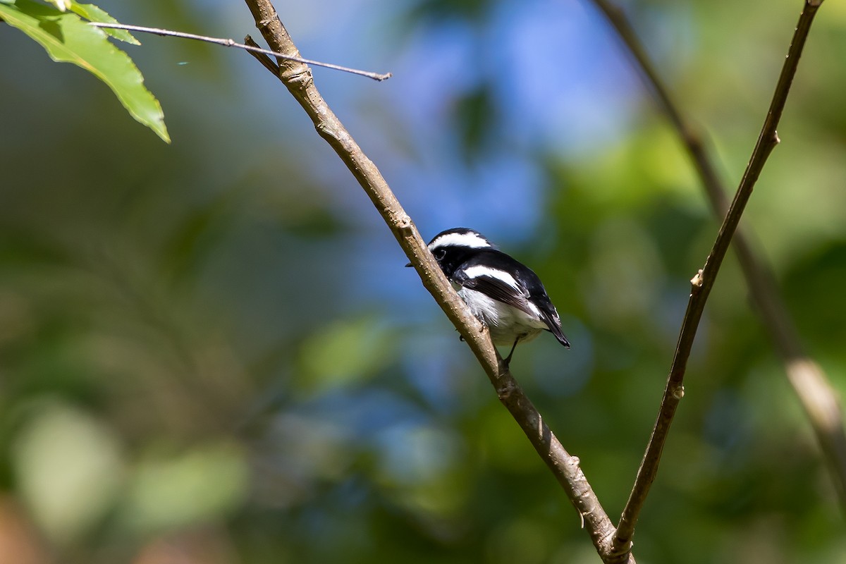 Little Pied Flycatcher - ML647215127