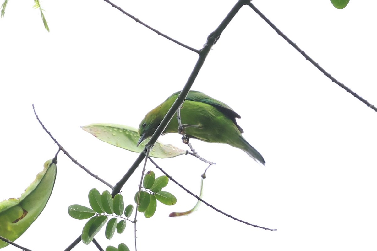 sýkavka molucká - ML647215131