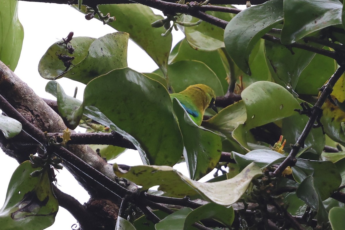 sýkavka molucká - ML647215132